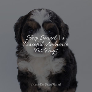 Sleep Sounds | a Peaceful Ambience For Dogs album
