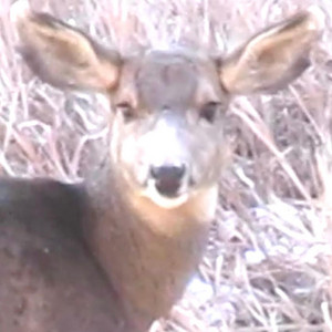 BAMBI