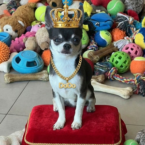 Tiny King - Dodo's Vibe by Jamilight