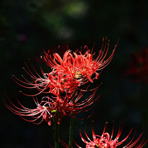 el v colega prod - Ponte a Trabajar Cara de Verga