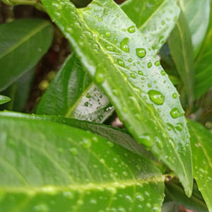 Rainy Afternoon by Roderick Janssen