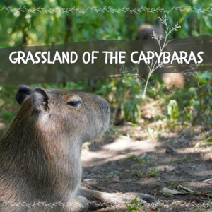 Grassland of the Capybaras