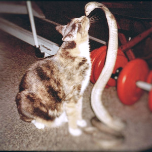 Whatchu Want, Kitty Cat?
