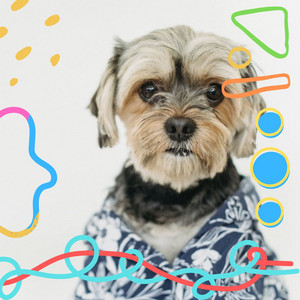 Guitar Chill Out - Background Music for Cute Dogs album