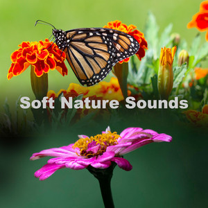 Soft Nature Sounds