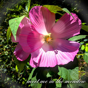 meet me in the meadow by sounds like indigo