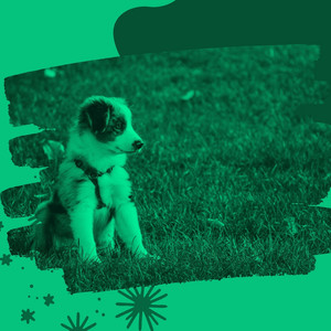 Music for Resting Sleepy Puppy (Jazz Organ and Guitar) album