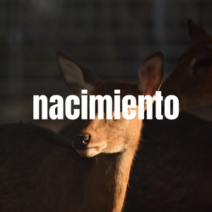 Nacimiento by LOKASO