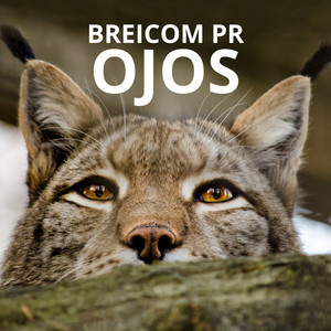Ojos by BREICOM PR