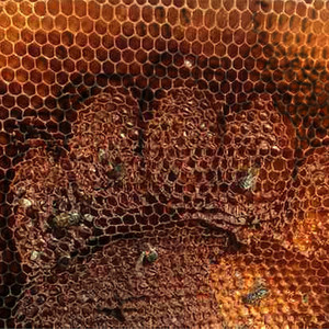 Un Orso alla Casa del Miele