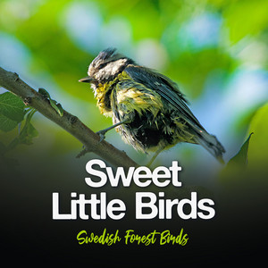 Sweet Little Birds album