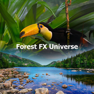 Forest FX Universe