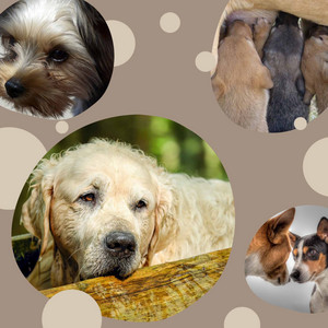 Echoes of Baby with Dog album