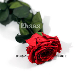 شكرا حبيبي