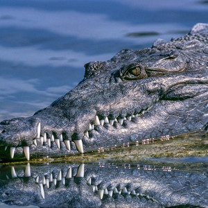 Ajotta77 - Not Like Us