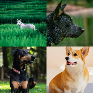 Quiet Easy Listening Guitar - Bgm for Sweetest Dogs album
