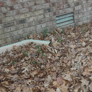 Leaves by Biscuits