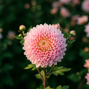 Chrysanthemum by Ziul