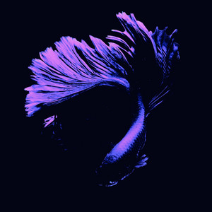 Harmonics by Bluefoxx