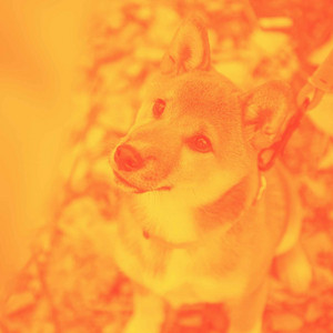 Music for Chubby Puppy (Acoustic and Electric Piano Duo) album