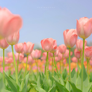 HEY HUN - Spring Song (Night Ver.)