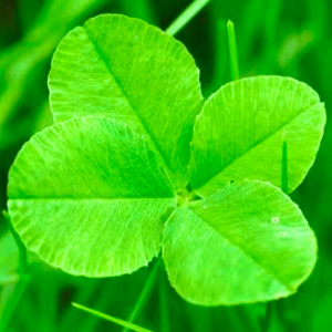 TERU - Sukidakara Suki