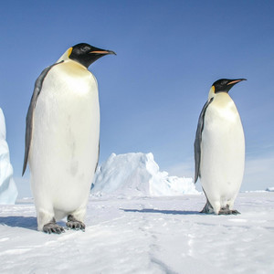 penguins - Monster House 2