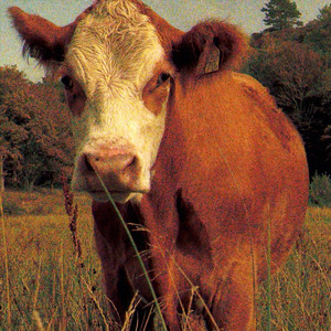 Animal by Annie Carroll