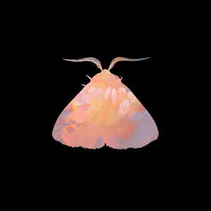 Chairlift Arms 7インチ日本盤 Belong Your I In