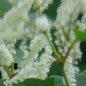 Zach Nason - skepta/wiley free