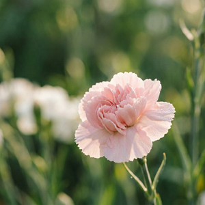 Carnation by Ziul