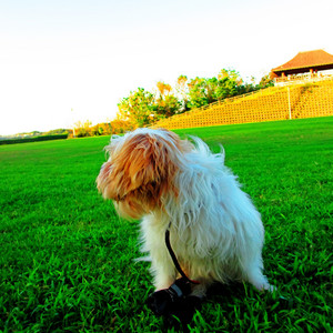 CryCryCry by dog in the evening