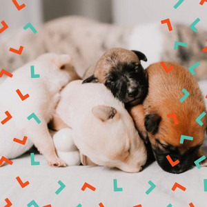 (Chillout) Music for Resting Doggies album