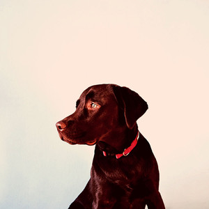 Music for Calm Puppies - Sumptuous Trumpet and Alto Sax album