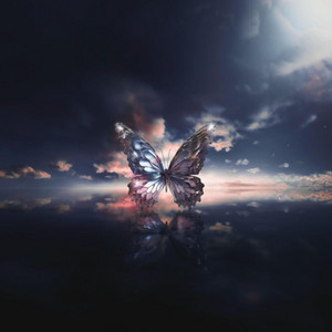 Butterfly Powder
