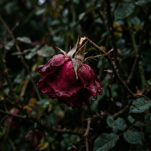 Roses Are Poisonous by Nija Nika