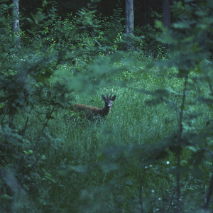 Forest Guardians by Thaehan