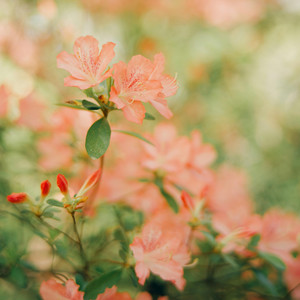 Peach Light on Petals by Piano Softly