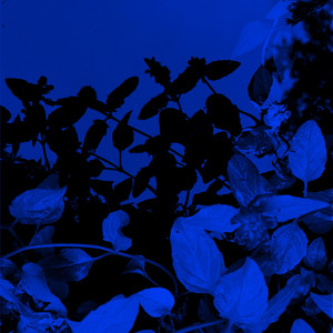 Augoeides by Distant Stares