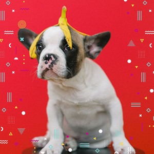 Cultured Smooth Jazz Chill Out - Ambiance for Cozy Dogs album