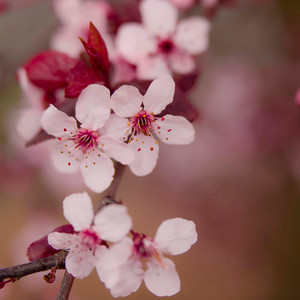 Jundulloh ijodiy studiyasi - Yig’lama yurak