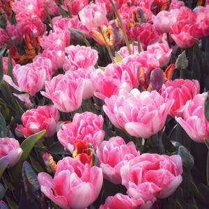 Amsterdam Flowers by Not Enough Silence, Mercury 88