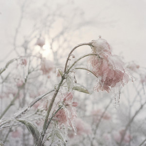April Lied by The False Spring