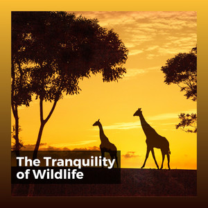 The Tranquility of Wildlife album