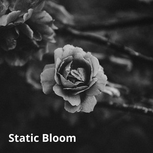 Static Bloom by Cestorne