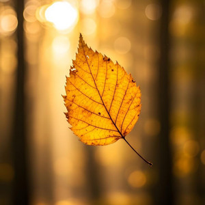 Jius Braselz - Wild & Passionate