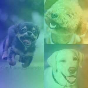 Feelings for Stressed Dogs album