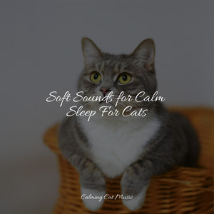 Soft Sounds for Calm Sleep For Cats album