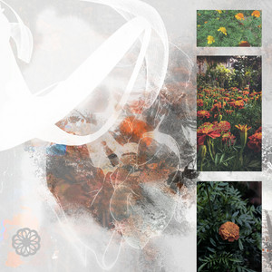 marigolds by jian