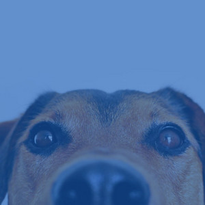 Funky Trio Jazz - Bgm for Sweet Puppy album